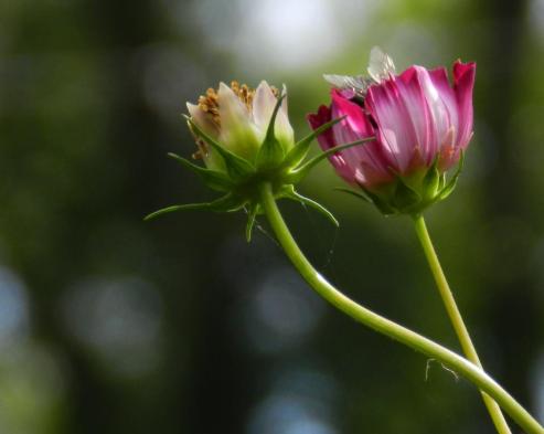 bees and flowers