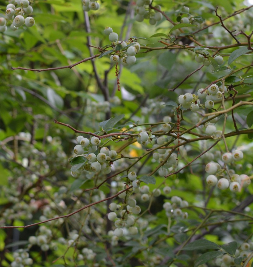 blueberries 2