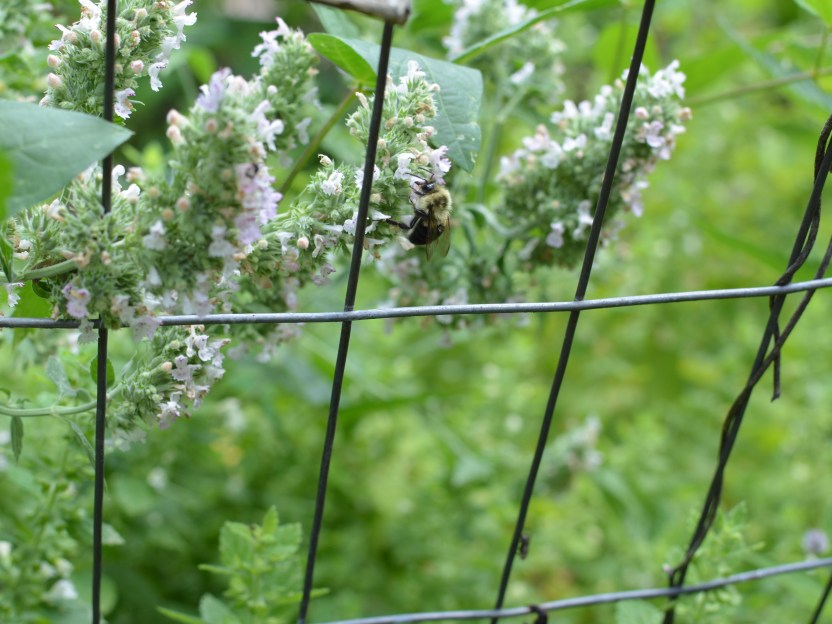 bumblebee on catnip flower