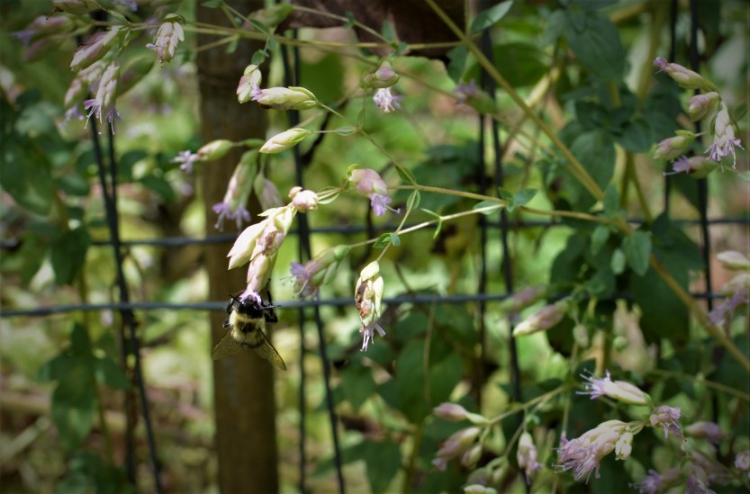 bumblebee on oregano blooms