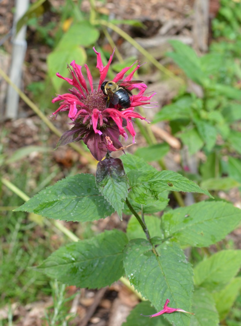 bumblebee on red monarda
