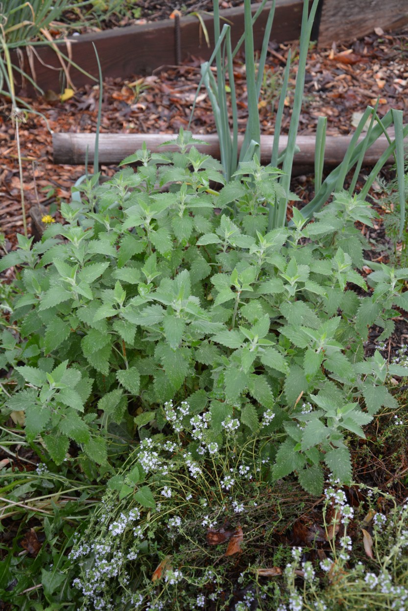 catnip