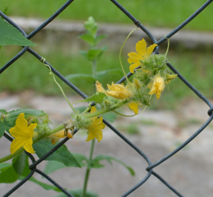 Cucumber Flowers square
