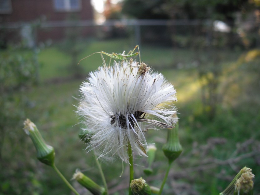 little green bug on white dandelion flower