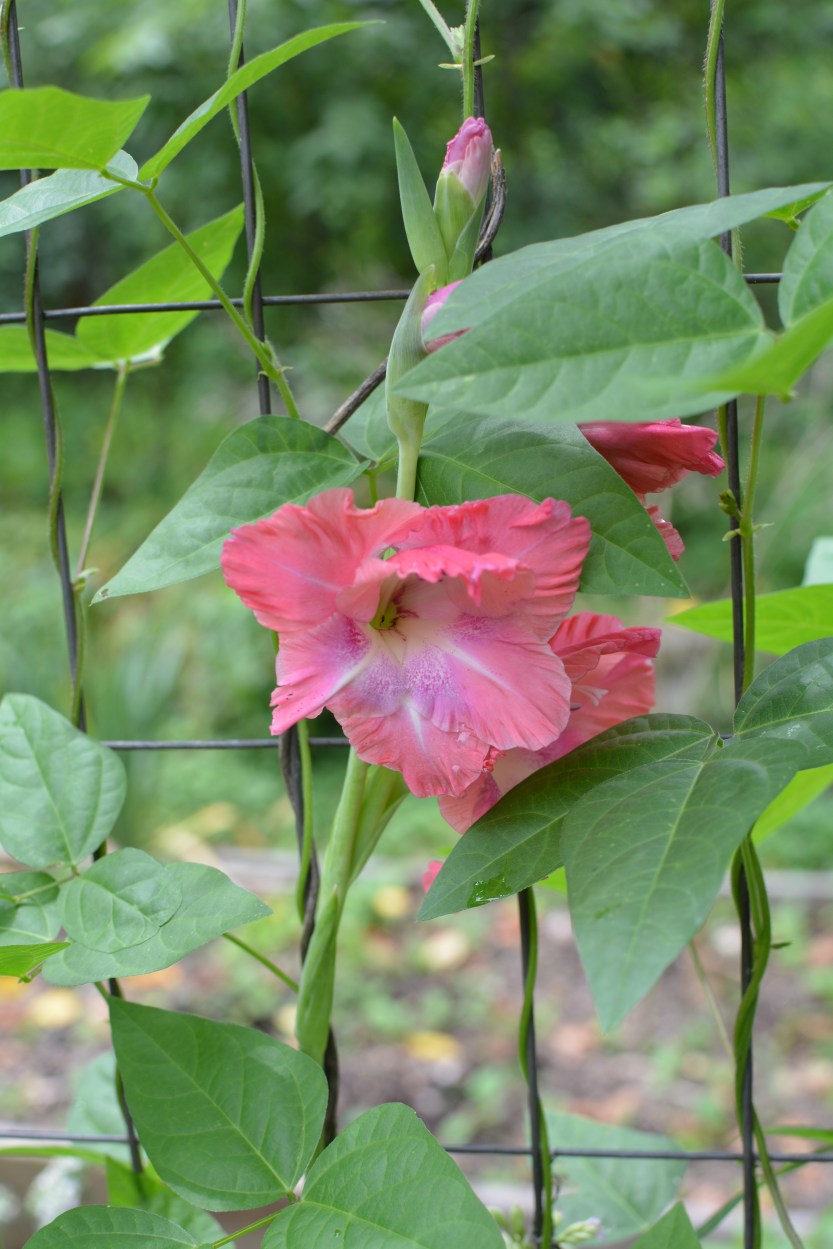 Pink Gladiolus