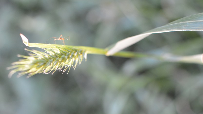 red bug on grass seed