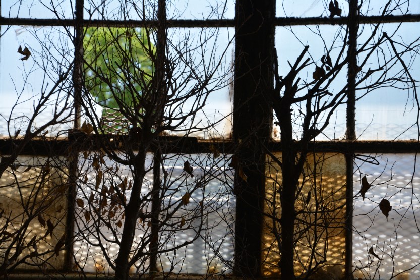 trees in front of the window