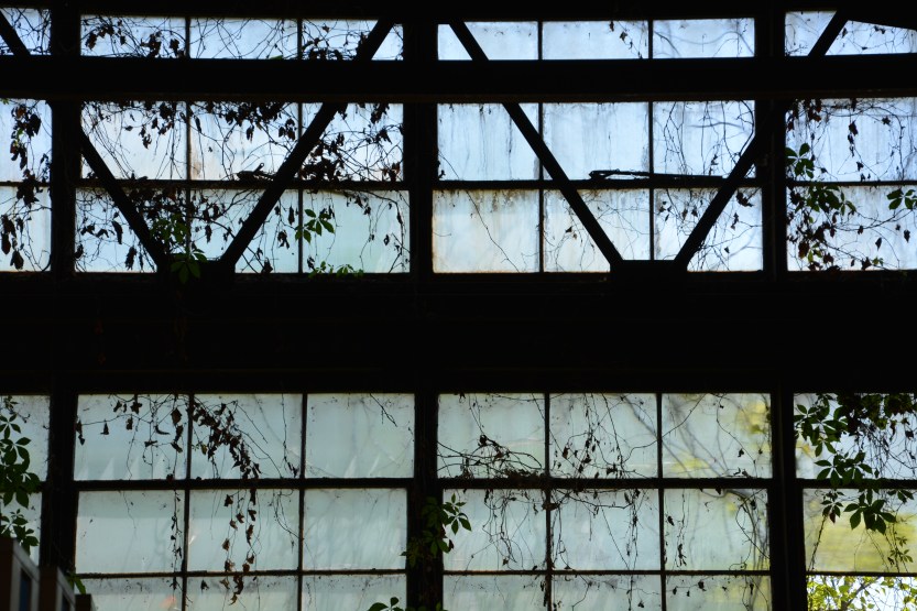 window with plants 3