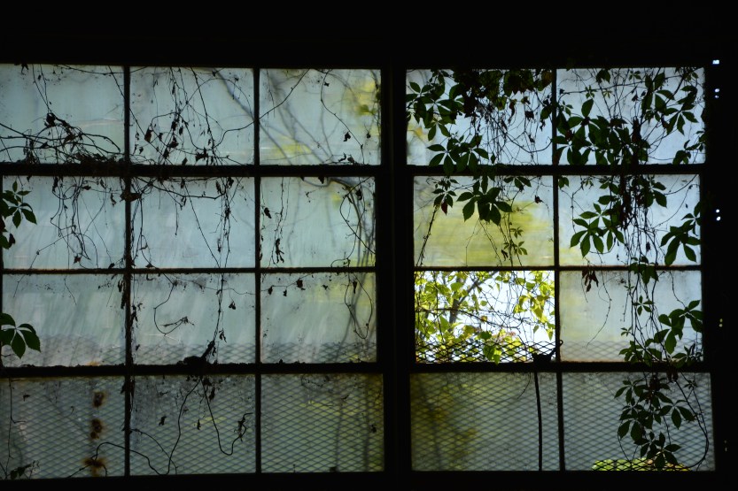 window with plants