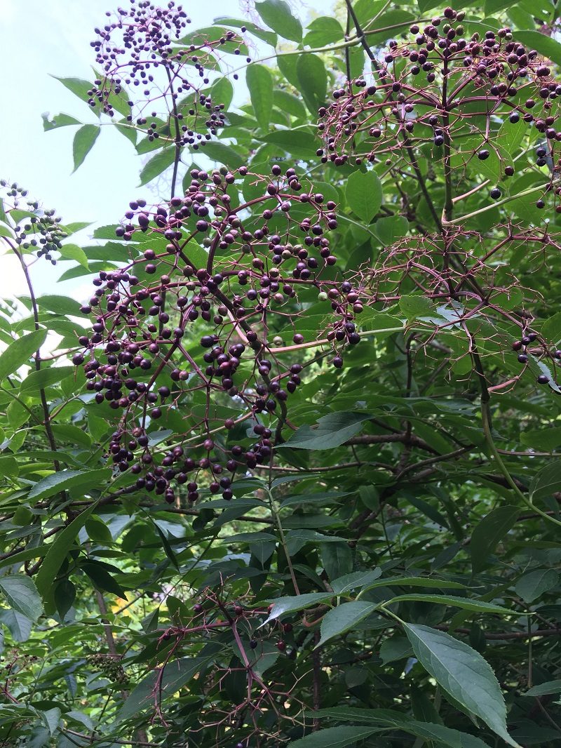 IMG_1931 elderberries are fine not yellow resized