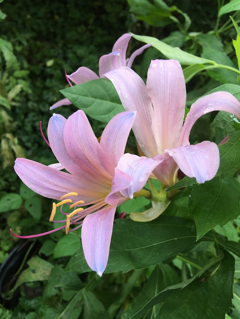 IMG_1941 resurrection or naked lily 2 resized