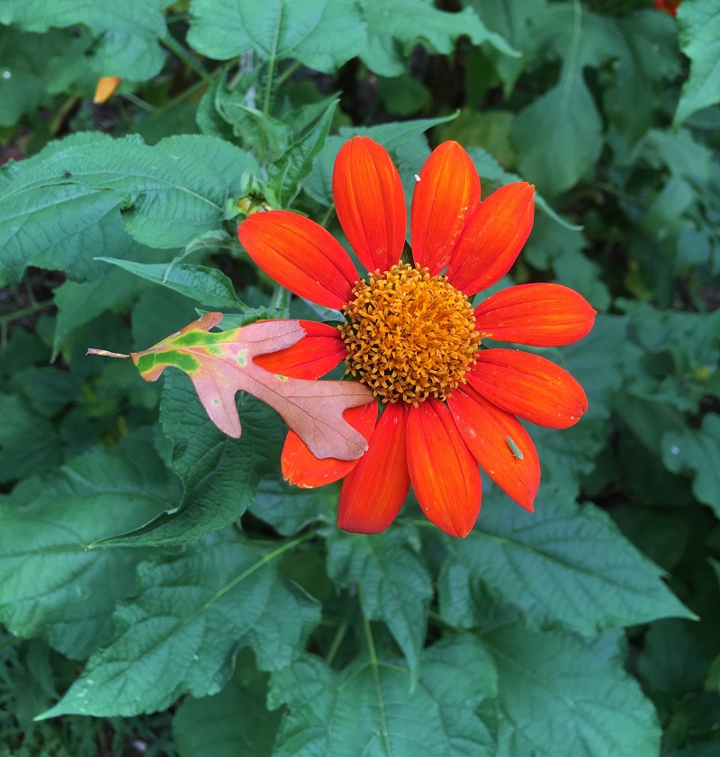 IMG_1964 tithonia (2) resized