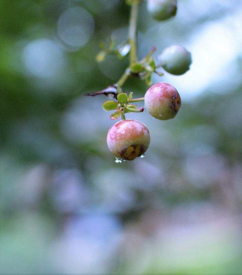 rainsoaked blueberry 153 (3)