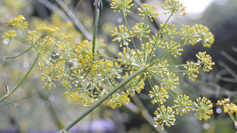 rainy fennl flowers 125 (2)