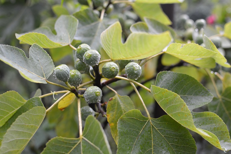 rainy figs 163