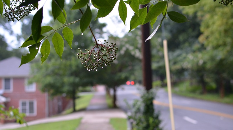 street elderberry 181 (2)