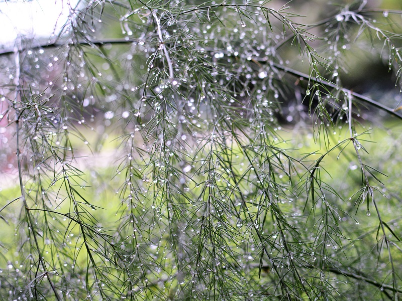 wet asparagus fronds 140 (2)