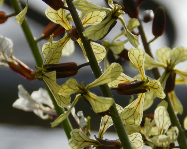 arugula blossoms 6