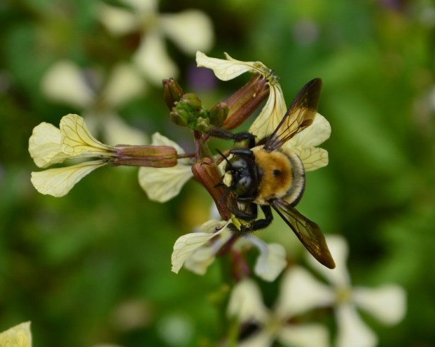 bumblebee on arugula close up