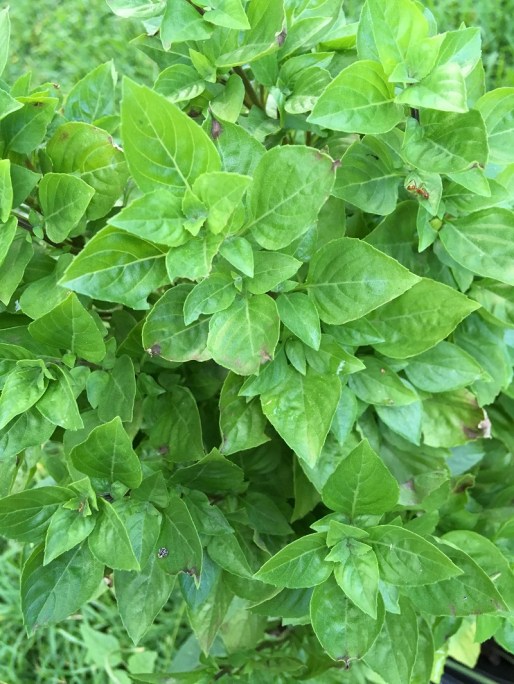 columnar basil
