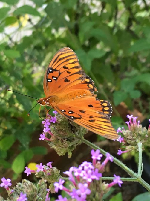 Gulf fritillary on verbena bonariensis