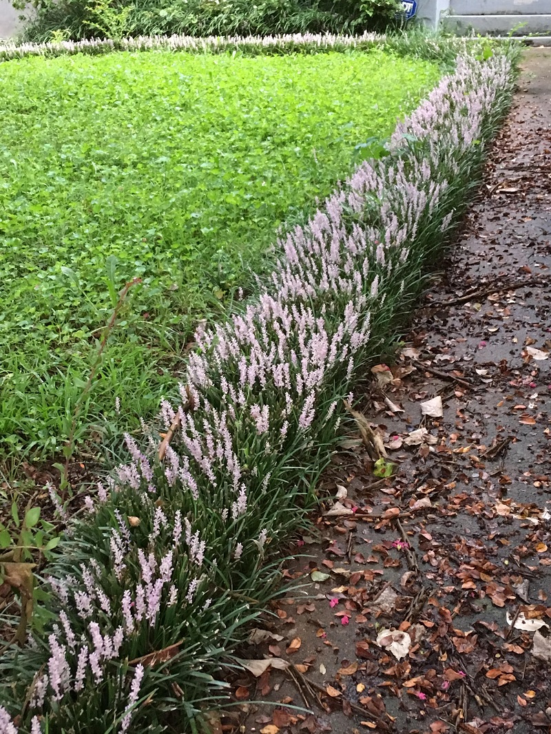 liriope lawn border