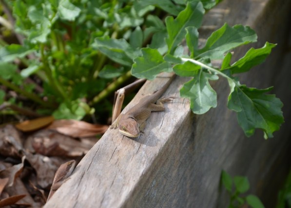 lounging under the arugula