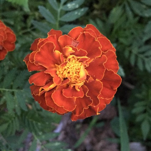 marigold