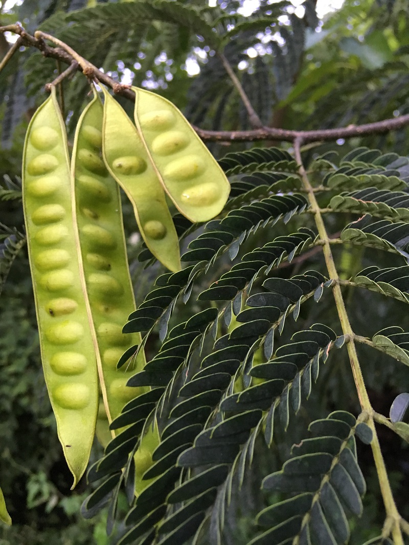 mimosa with seedpods