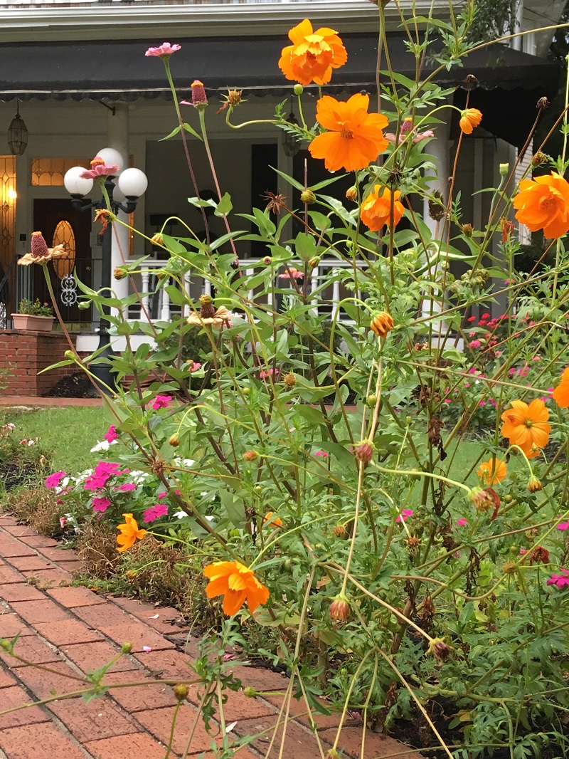 neighbors flowerbed