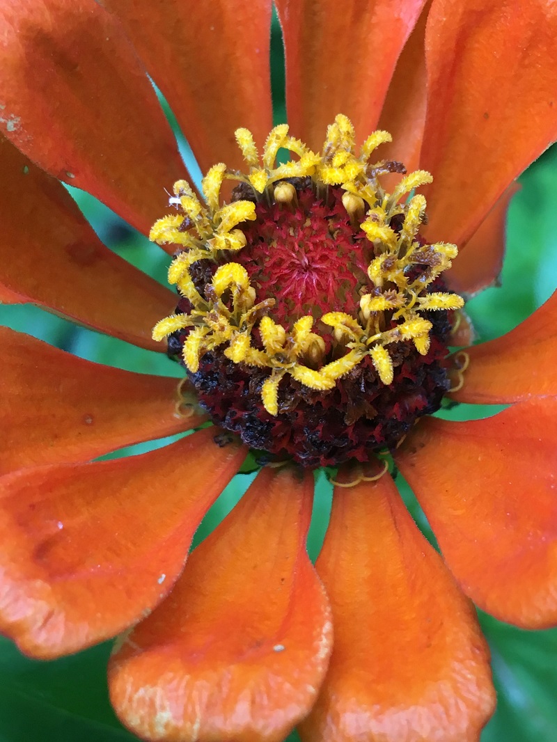 orange zinnia