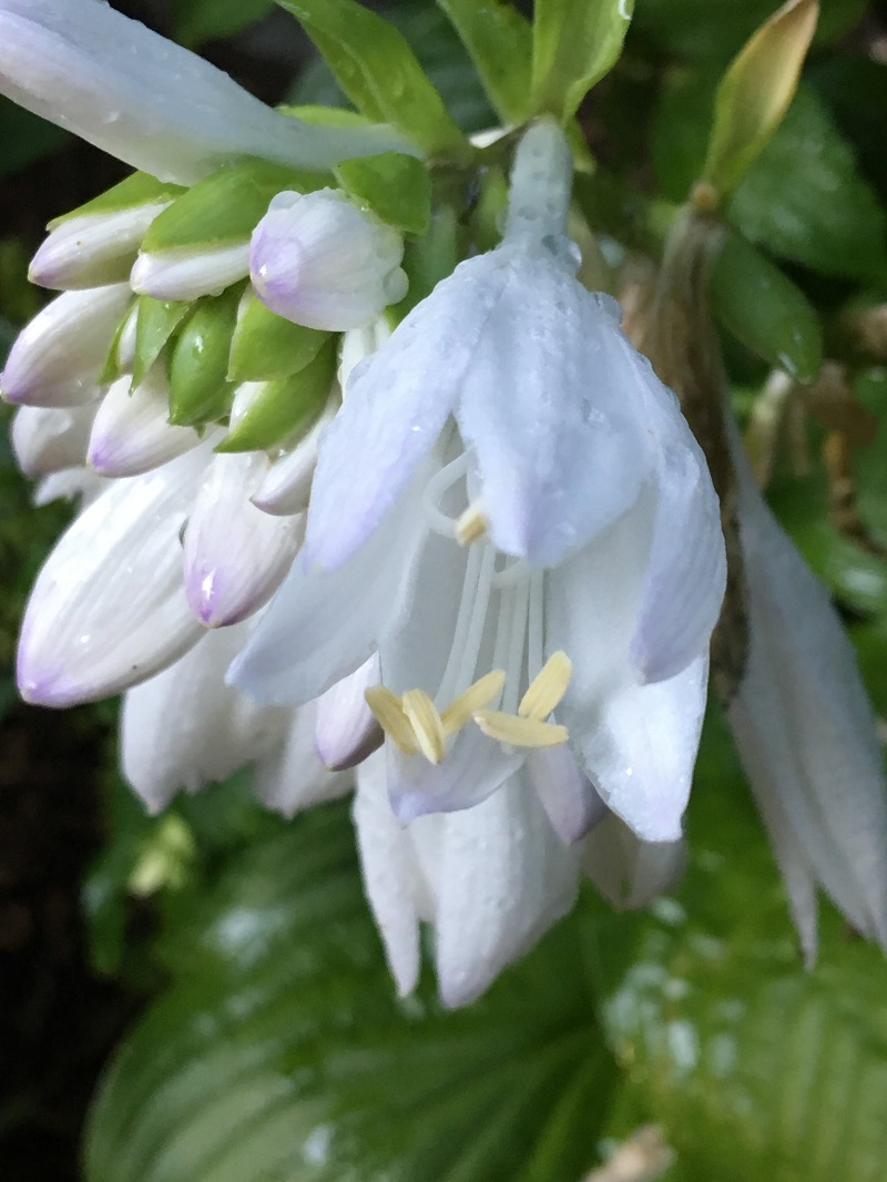 rainy hosta flowers