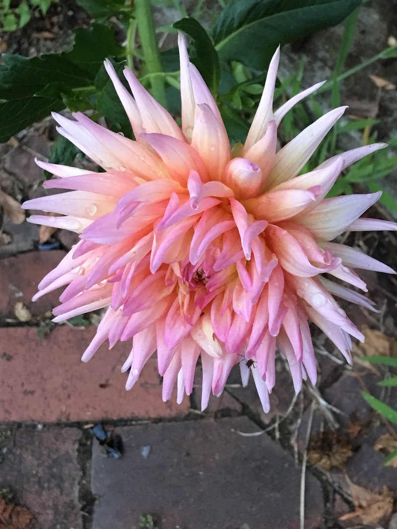 sidewalk dahlia