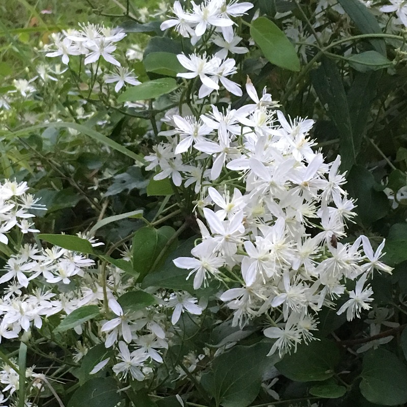 Sweet autumn clematis