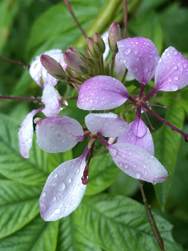 wet cleome