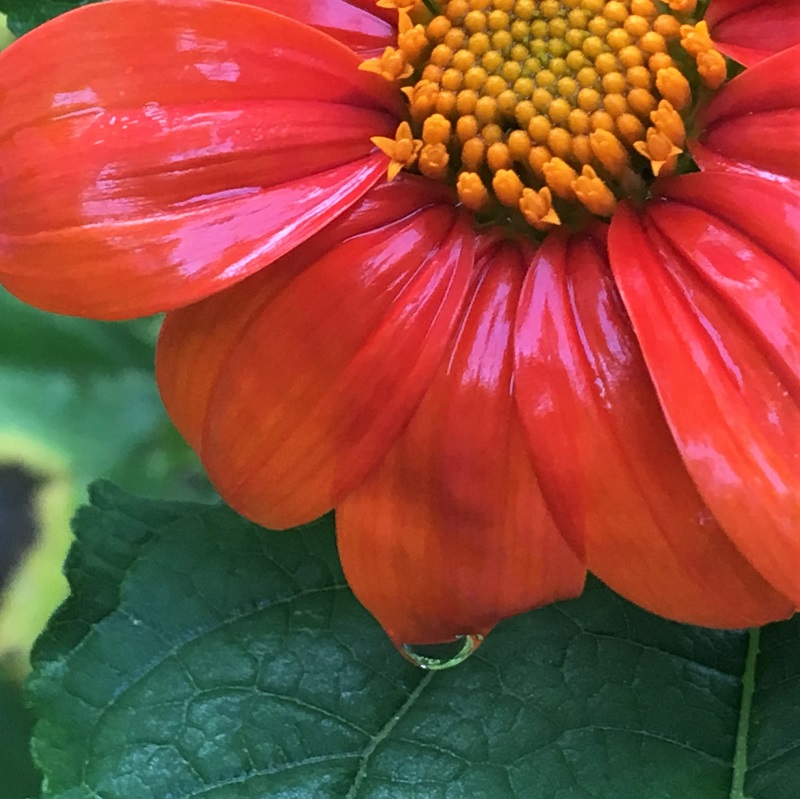 wet tithonia