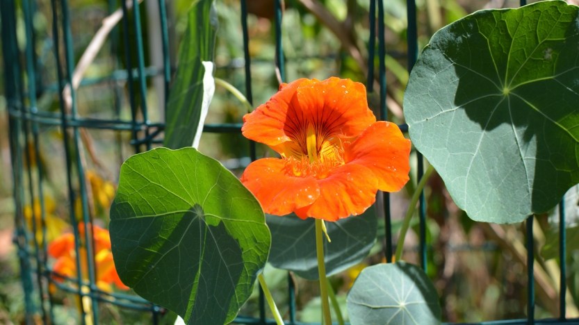 nasturtium header