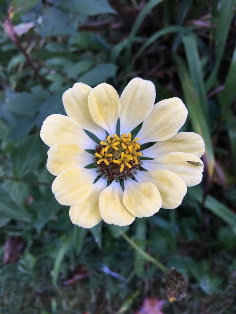 zinnia