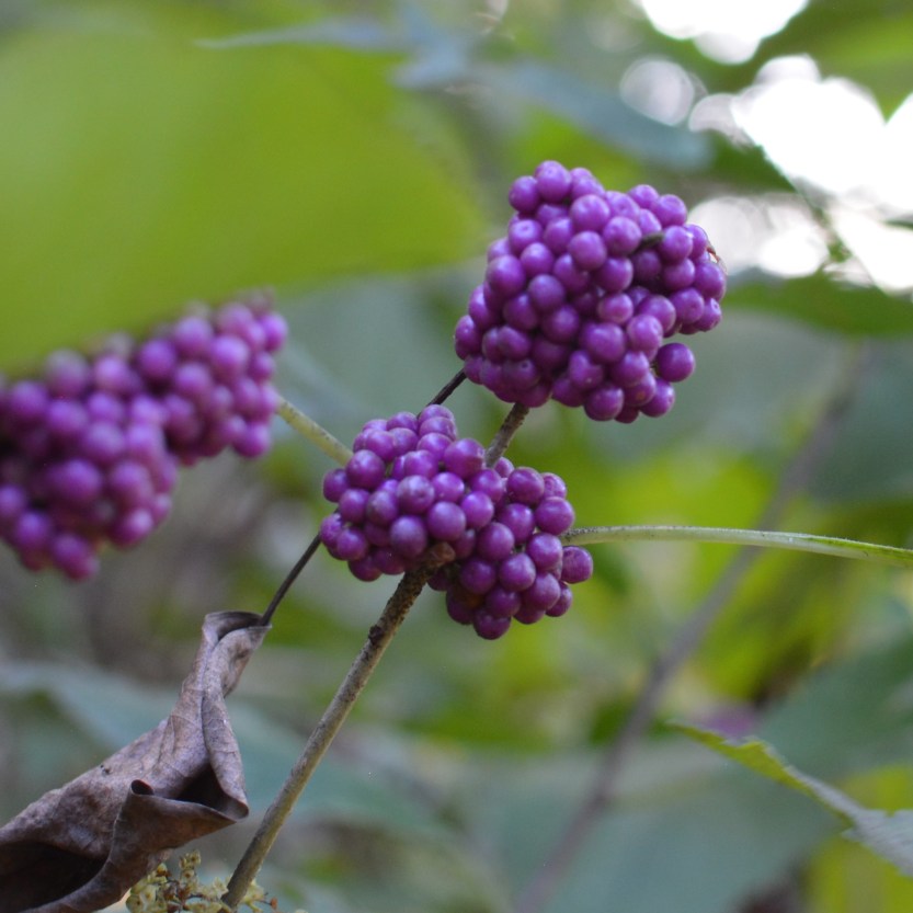 beauty berries
