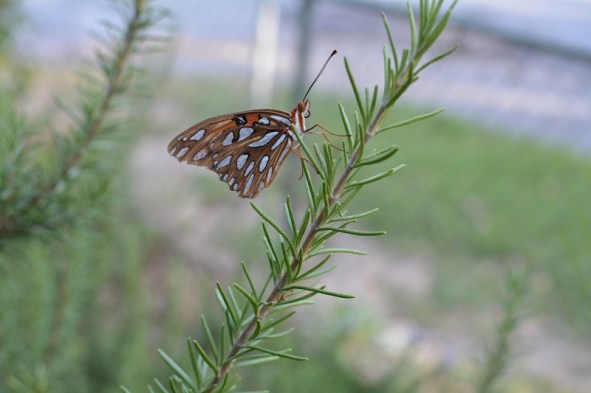better butterfly on rosemary