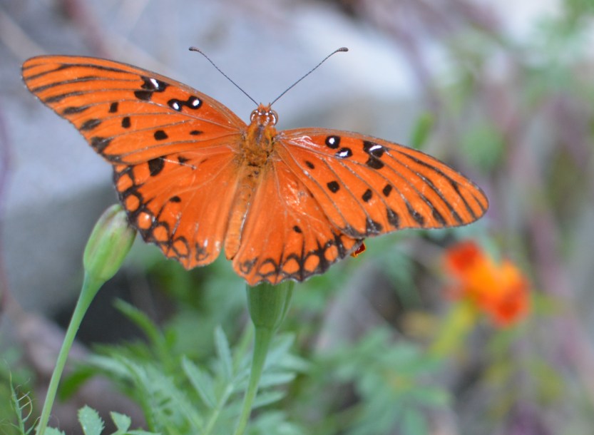 butterfly in the marigolds closeup