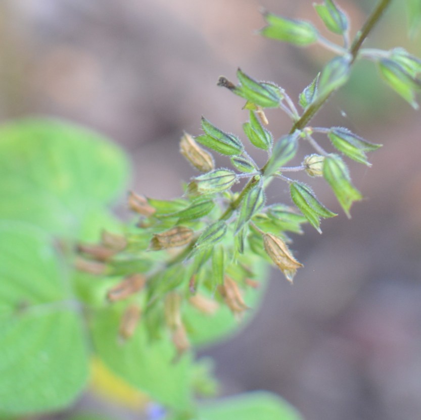 chia sage going to seed