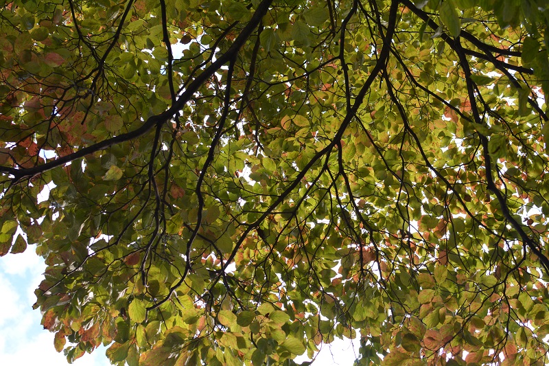 dogwood changing colors Oct 20 2018