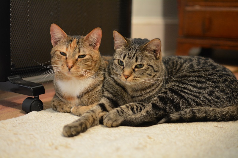 Judy and Sophie lying in front of the space heater Oct 20 2018