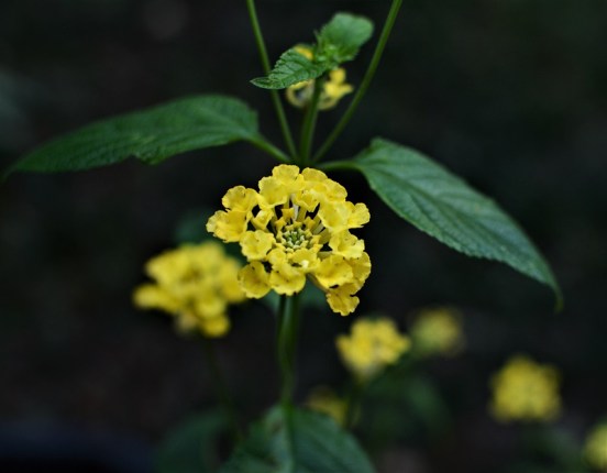 lantana
