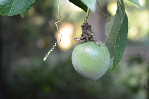 passionflower seedpod