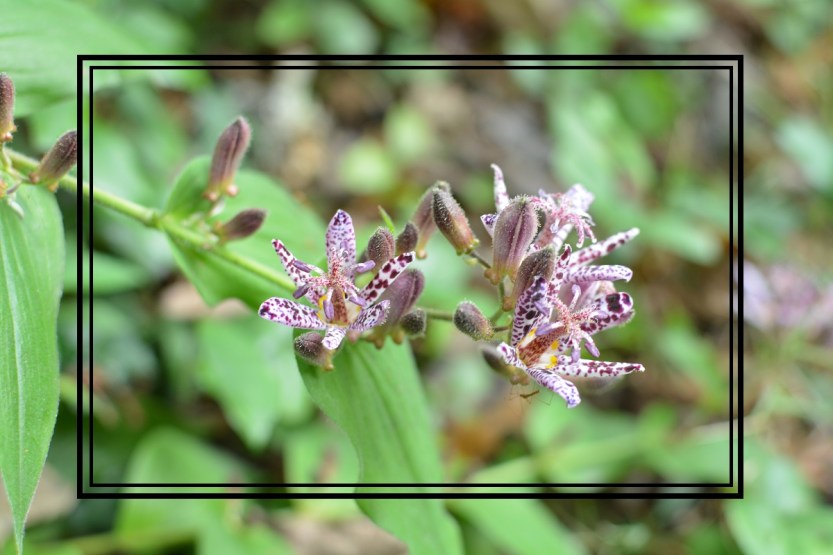 toad lily