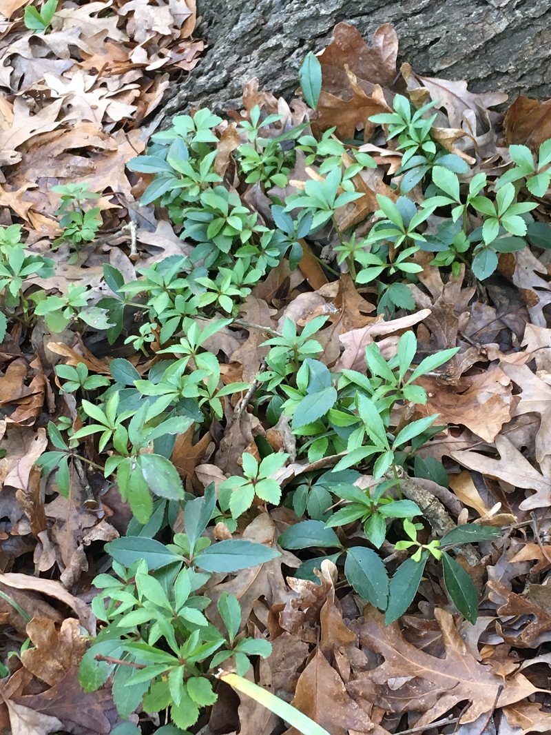 Hellobore seedlings