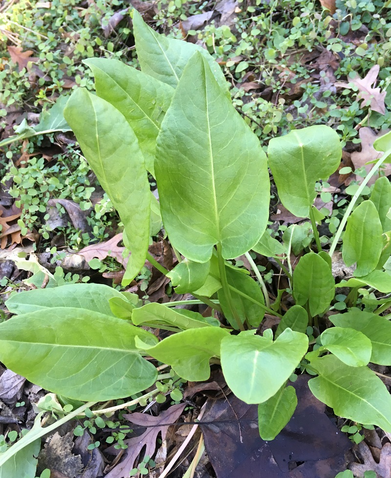 Sorrel