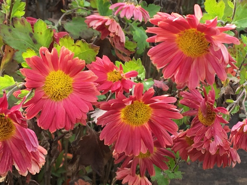 red chrysanthemums